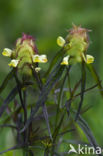 Kamzwartkoren (Melampyrum cristatum)