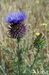 Cardoon (Cynara cardunculus)