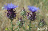 Kardoen (Cynara cardunculus)