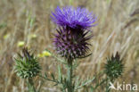 Cardoon (Cynara cardunculus)