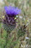 Cardoon (Cynara cardunculus)