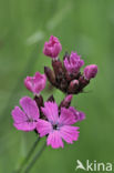 Karthuizer anjer (Dianthus carthusianorum)