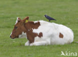 Eurasian Jackdaw (Corvus monedula)