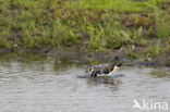 Lapwing (Vanellus vanellus)