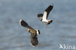 Lapwing (Vanellus vanellus)