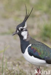 Lapwing (Vanellus vanellus)