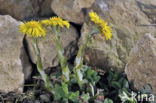 Klein hoefblad (Tussilago farfara)