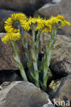 Coltsfoot (Tussilago farfara)