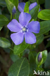 Lesser Periwinkle (Vinca minor)