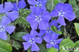 Lesser Periwinkle (Vinca minor)