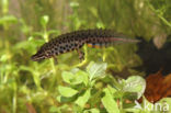 Smooth Newt (Triturus vulgaris)