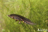 Kleine watersalamander (Triturus vulgaris)