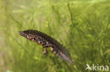 Kleine watersalamander (Triturus vulgaris)