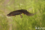 Kleine watersalamander (Triturus vulgaris)
