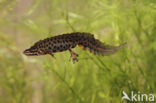 Smooth Newt (Triturus vulgaris)