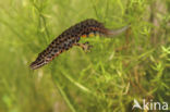 Kleine watersalamander (Triturus vulgaris)