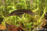 Kleine watersalamander (Triturus vulgaris)