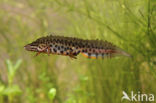 Kleine watersalamander (Triturus vulgaris)