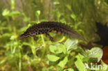 Kleine watersalamander (Triturus vulgaris)