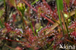 Oblong-leaved Sundew (Drosera intermedia)