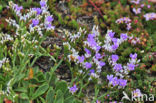 Kliflamsoor (Limonium binervosum)