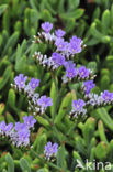 Kliflamsoor (Limonium binervosum)