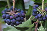 Common ivy (Hedera helix)