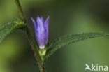 Clustered Bellflower (Campanula glomerata)