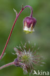 Knikkend nagelkruid (Geum rivale)