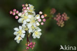 Dropwort (Filipendula vulgaris)
