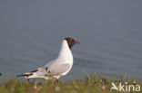 Black-headed Gull (Larus ridibundus)