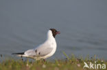 Black-headed Gull (Larus ridibundus)