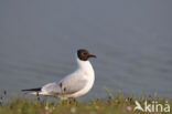 Black-headed Gull (Larus ridibundus)