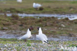 Black-headed Gull (Larus ridibundus)