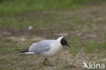 Black-headed Gull (Larus ridibundus)