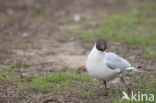 Black-headed Gull (Larus ridibundus)