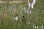 Black-headed Gull (Larus ridibundus)