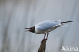 Black-headed Gull (Larus ridibundus)