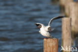 Black-headed Gull (Larus ridibundus)