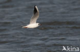 Black-headed Gull (Larus ridibundus)