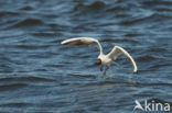 Black-headed Gull (Larus ridibundus)