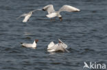 Black-headed Gull (Larus ridibundus)