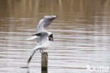 Black-headed Gull (Larus ridibundus)