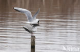 Black-headed Gull (Larus ridibundus)