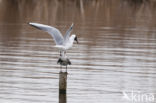 Black-headed Gull (Larus ridibundus)