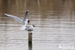 Black-headed Gull (Larus ridibundus)