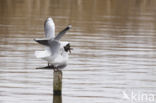 Black-headed Gull (Larus ridibundus)