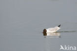 Black-headed Gull (Larus ridibundus)