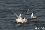 Black-headed Gull (Larus ridibundus)