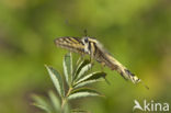 Scarce Swallowtail (Iphiclides podalirius)